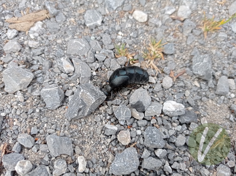 Schwarzblauer Ölkäfer: Übersicht